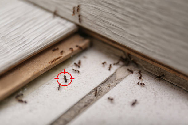 Best Mosquito Control Services  in Forest, MS