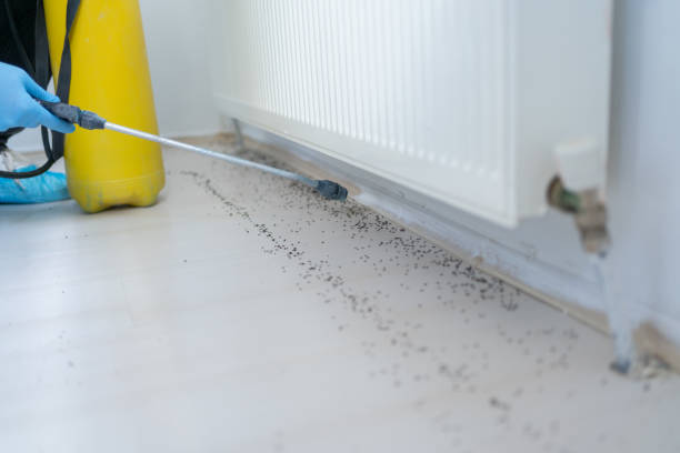 Professional Pest Control in Forest, MS